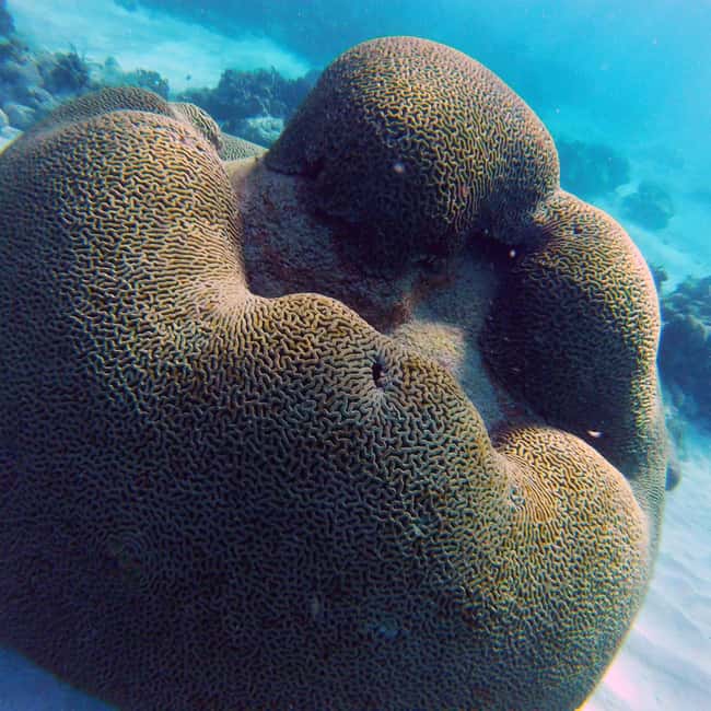 Tobago: Coral Reef Boat Tour with BBQ and Transfer - Nylon Pool for swimming and a drink