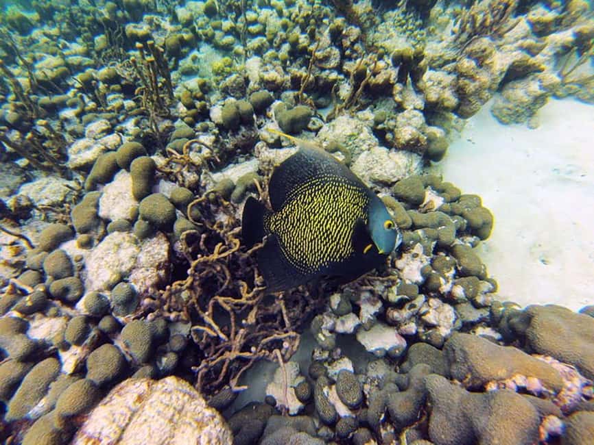 Tobago: Coral Reef Boat Tour with BBQ and Transfer - The return ride keeps the party going