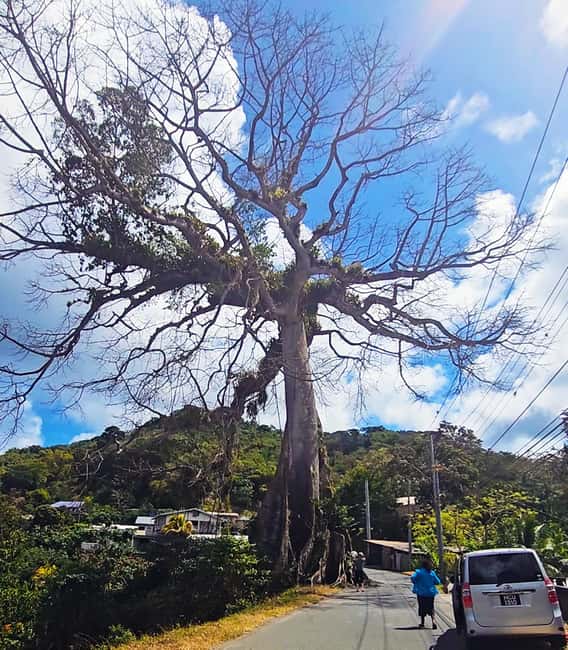 Tobago: Half Day Atlantic Coast Tour with Transfer - What to pack for the forts and waterfall