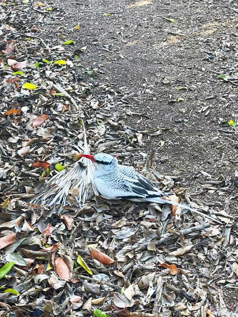 Tobago: Little Tobago Bird Sanctuary Visit and Boat Tour - Guides can make the difference
