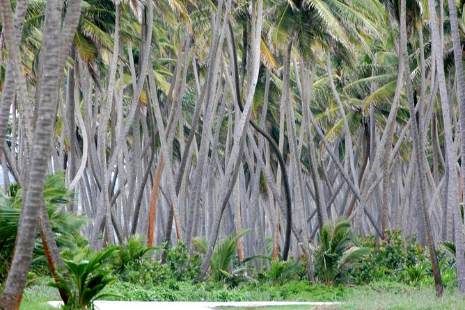 Trinidad Island Circle Tour with Pickup - What this Trinidad circle tour really offers
