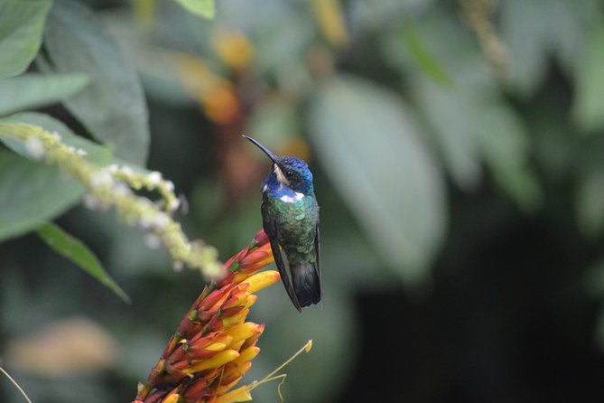 Trinidad Nature and Asa Wright Center Full-Day Tour from Port of Spain - Who should book this Trinidad nature tour?