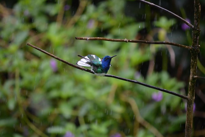 Trinidad Nature and Asa Wright Center Full-Day Tour from Port of Spain - What the guided rainforest walk is like