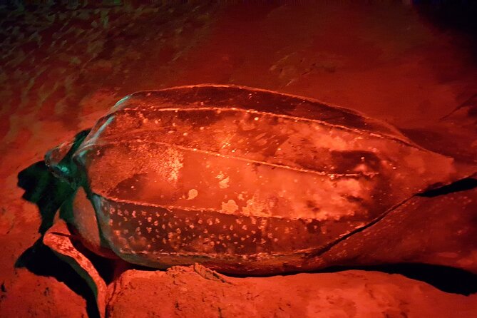 Turtle Watching - What makes Tobago turtle watching special