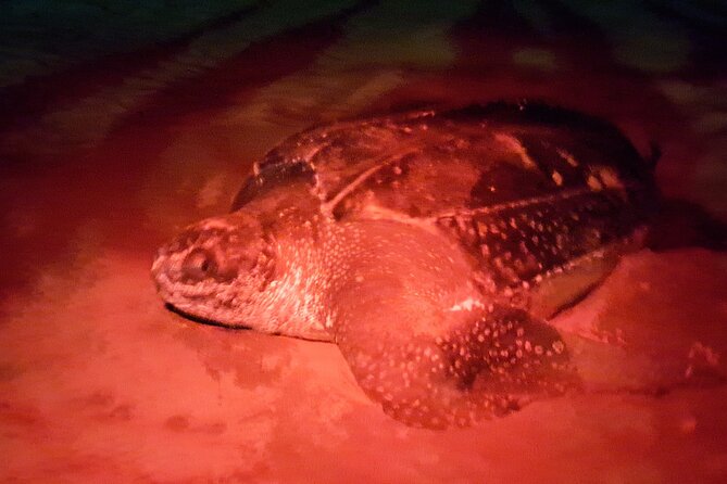 Turtle Watching - The boat ride and turtle sightings