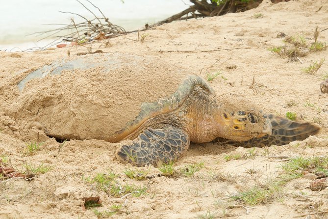 Turtle Watching - Watching a Leatherback build its nest