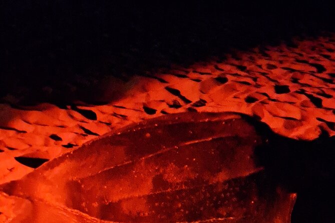 Turtle Watching - A closer look at the three possible species