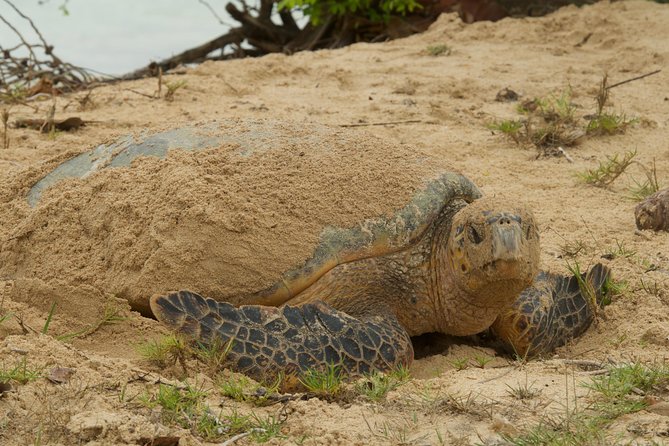 Turtle Watching - Who will enjoy this private outing