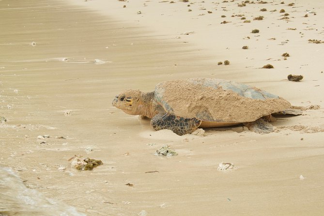 Turtle Watching - Practical details that matter