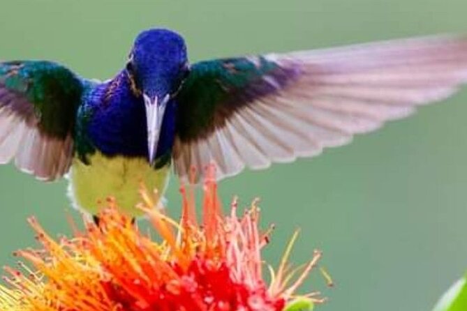 Yerette Home of the Hummingbird - Yerette at a glance