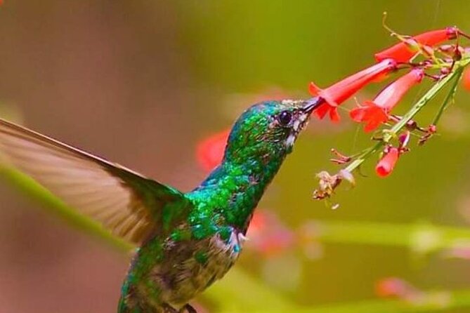 Yerette Home of the Hummingbird - Why Yerette is different from a typical bird stop