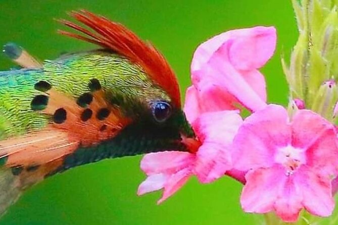 Yerette Home of the Hummingbird - Theo and Gloria’s personal welcome