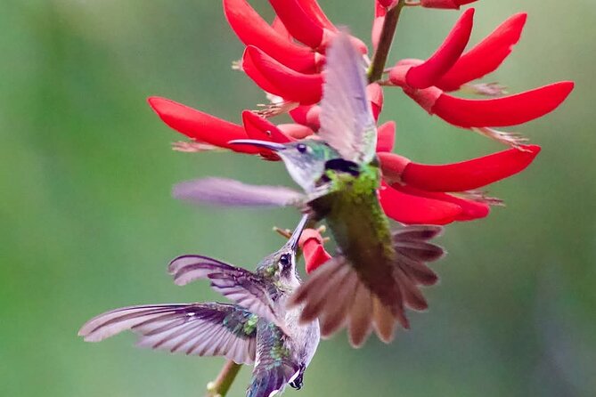 Yerette Home of the Hummingbird - Is $96.25 good value?