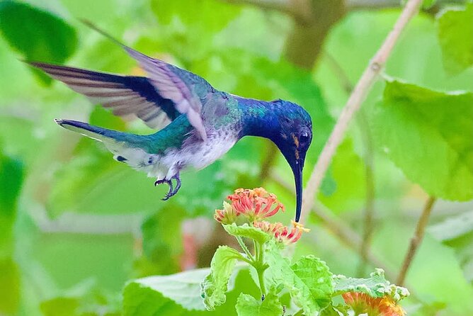 Yerette Home of the Hummingbird - What kind of visitor will enjoy Yerette most?