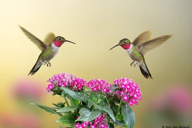 Yerette Home of the Hummingbird - Practical booking advice before you go