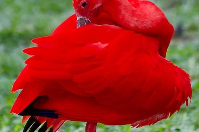 Yerette Home of the Hummingbird and Caroni Wildlife Tour - Key Points Before You Book