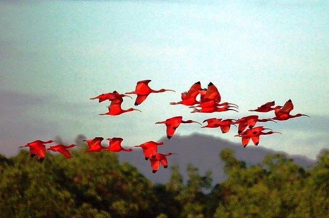 Yerette Home of the Hummingbird and Caroni Wildlife Tour - Who Will Enjoy This Most?