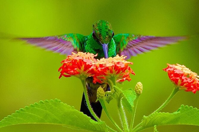 Yerette Home of the Hummingbird and Caroni Wildlife Tour - Tea and a Light Lunch at Yerette