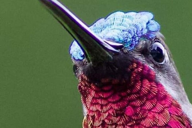 Yerette Home of the Hummingbird - Seeing 14 hummingbird species in one garden